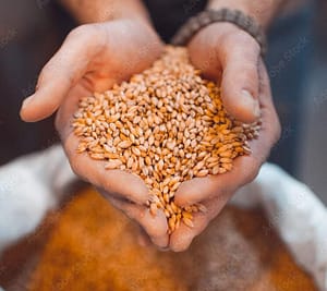Malt in the hands of the brewer close-up. Holds grain in the palms of your hands